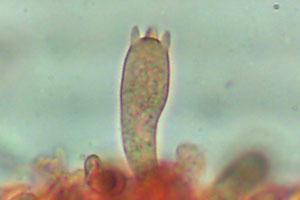 Melanoleuca cognata Basidie