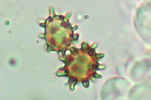 Innocybe calospora Schoensporiger Risspilz Sporen