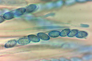 Peziza phyllogena mit Baumwollblau