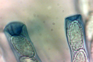 Peziza phyllogena mit Melzer